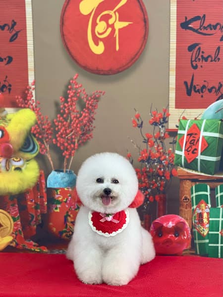 Hình ảnh Bông Pet House - Spa Thú Cưng Tiểu Cần - 6