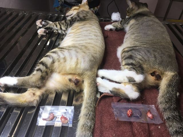 Hình ảnh Phòng Khám Thú Y Hue Vet - 2