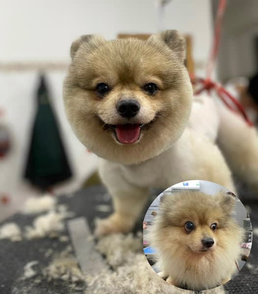 Hình ảnh Tín Poodle - Tiệm Giặt Tỉa Thú Cưng - 3