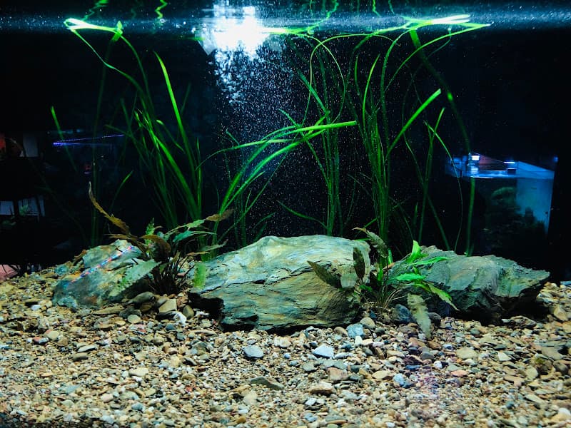 Hình ảnh Quán nướng Trung Quốc - 5