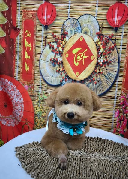 Hình ảnh Cỏ Pet Shop - 4