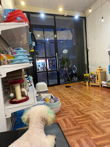 Hình ảnh Lyly Pet - 2