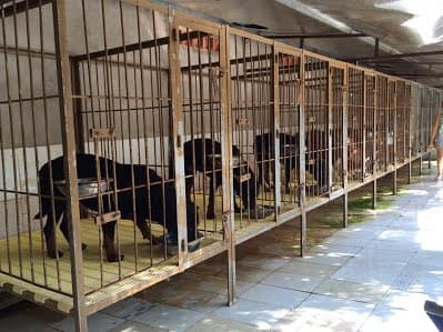 Hình ảnh Trại Chó Minh Hiếu - 5