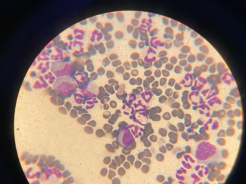 Hình ảnh Phòng Khám Thú Y Mypet Hải Phòng - 10