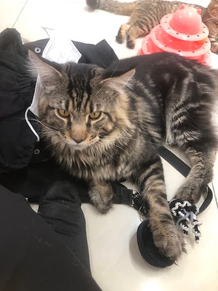 Hình ảnh TOJI PET SHOP Biên Hòa- SPA & HOTEL - 2