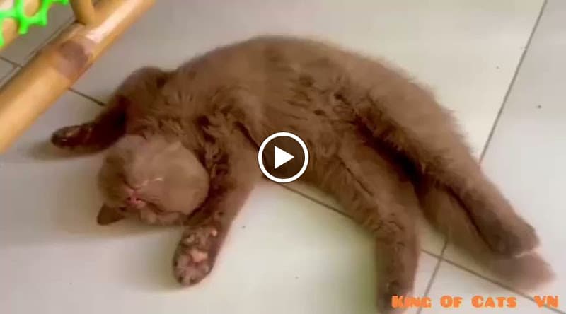 Hình ảnh Shop bán Chó - Mèo Rạch Giá - Kiên Giang - Duy Hoàng - 2