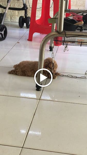 Hình ảnh Phòng khám thú y Đông A Pet - Trà Vinh - 3