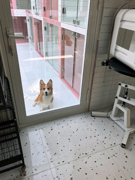 Hình ảnh NHÀ CỦA BÔNG - Pet Shop - Spa Grooming & Hotel - 3