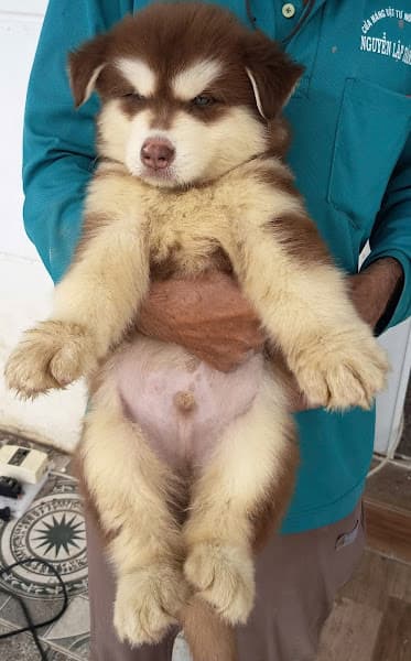 Hình ảnh Chó Cảnh Đà Nẵng - PetShop Chó Mèo Gấu Múp - Corgi, Poodle, Pom, Pug, Mèo Cảnh - 4