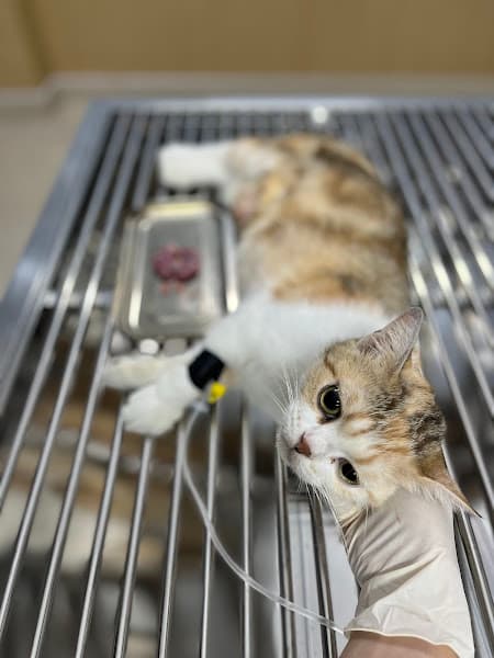 Hình ảnh Phòng Khám Thú Y MIN PET - 3