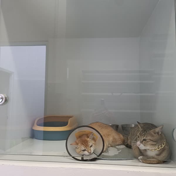 Hình ảnh YẾN NHƯ'S PET - 3