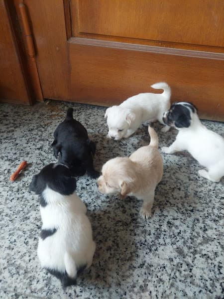 Hình ảnh Phòng Khám Thú Y Thuỷ Nguyên - 3