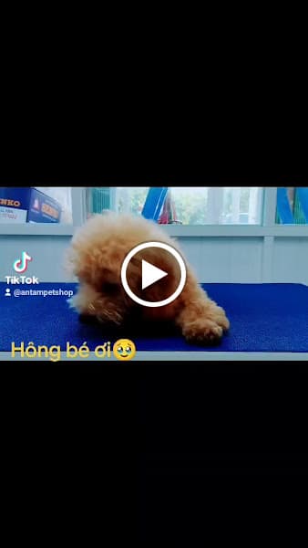 Hình ảnh An Tâm Phụ kiện-Spa Cắt-Tỉa Lông Chó Mèo - 2