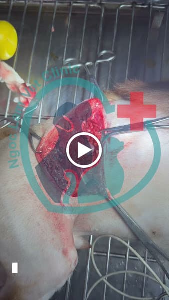 Hình ảnh Phòng Khám Thú Y Ngọc Lâm - 4