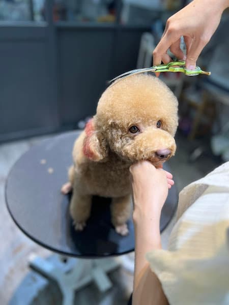 Ảnh bìa Sữa Pet Shop - Tiệm Làm Đẹp Thú Cưng