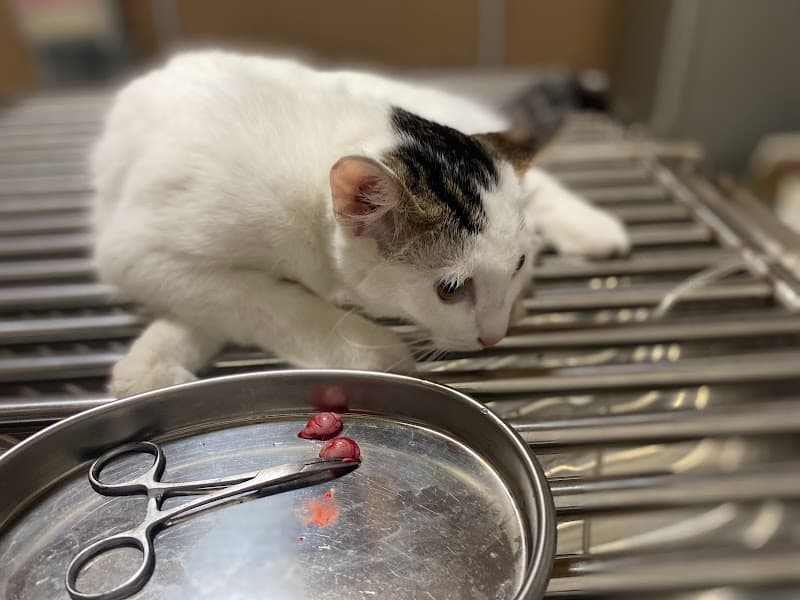 Hình ảnh Phòng Khám Thú Y Pet Care Hưng Yên - 4