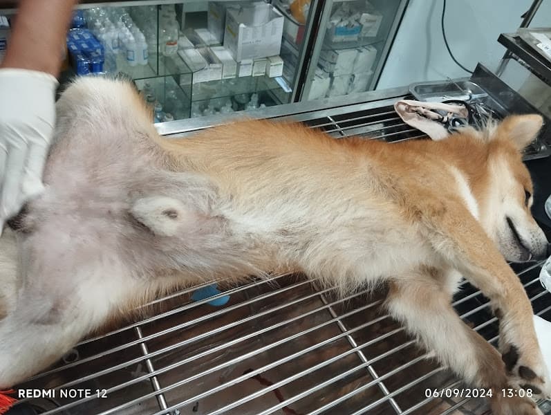 Hình ảnh TRUNG TÂM CHĂM SÓC THÚ CƯNG HÒA THÂN - 5