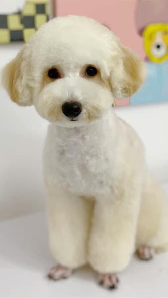 Hình ảnh Chăm sóc thú cưng HoangAnh - 5