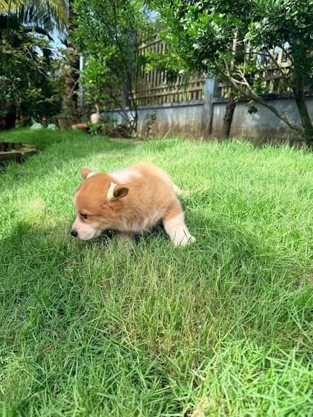 Hình ảnh Trại chó An Khang - AK Kennel - 2