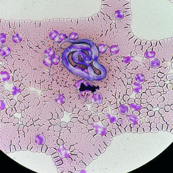 Bệnh Viện Thú Y Lào Cai