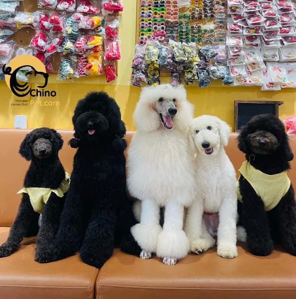 Hình ảnh Chinopet - Your Pet Comes First - 2