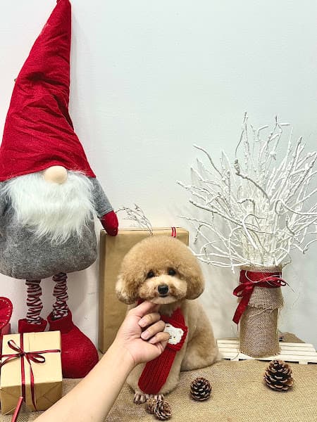 Hình ảnh Nếp Pet Bmt - 2