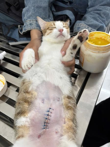 Hình ảnh Phòng Khám Thú Y - Cấp Cứu Thú Y - Chăm Sóc Thú Y Go Vet 24/24 - 2