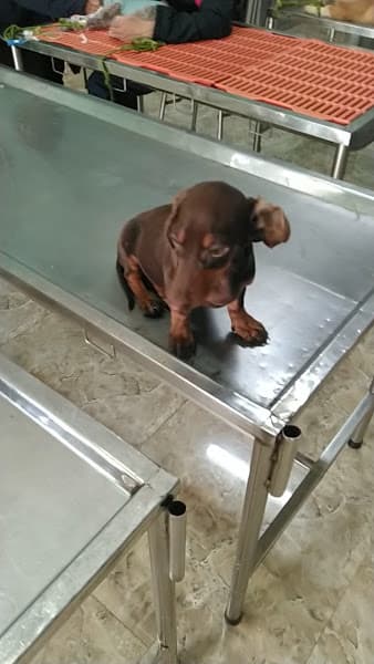 Hình ảnh Bệnh viện Thú y Thanh Xuân - 3