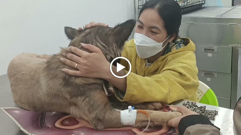 Hình ảnh Bệnh viện thú y Gia Kiệm - 3