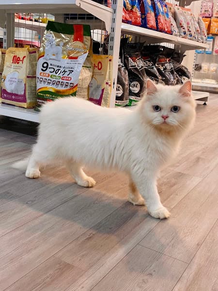 Hình ảnh Gấu Béo - Siêu Thị Thú Cưng - 4