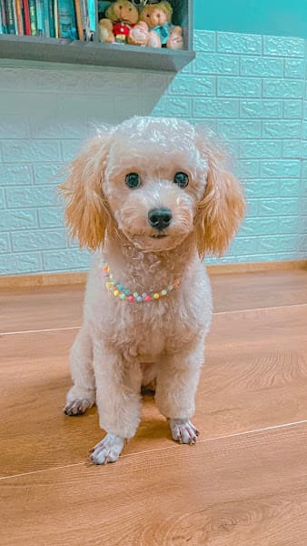 Hình ảnh Dịch vụ Thú y My An Pet - 3