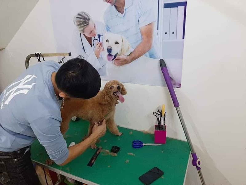 Hình ảnh Bệnh Viện Thú Y TRUE-VET Diễn Châu - 7