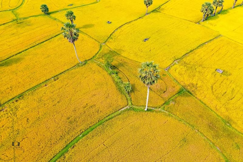 Hình ảnh Cánh đồng Thốt Nốt - Vĩnh Trung - An Giang - 2