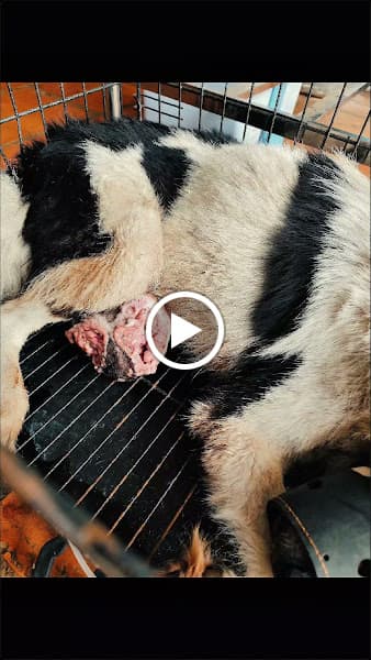 Hình ảnh Phòng Khám Thú Y Phước An - 3