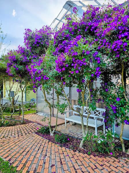 Hình ảnh Đồi Mây Đà Lạt - 4