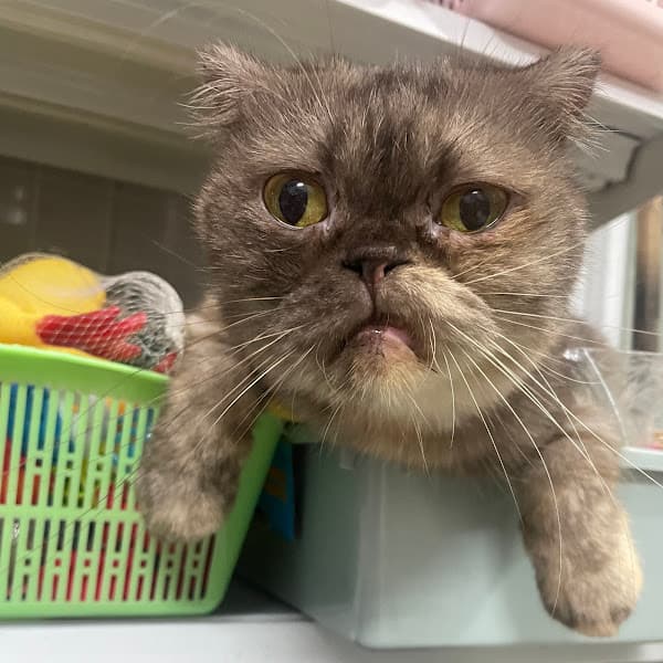 Hình ảnh Răng Sún Pet Shop - Thức ăn thú cưng - 3