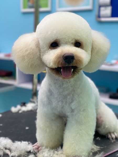 Hình ảnh TiHi Pet Shop - Cửa Hàng Thú Cưng - 3