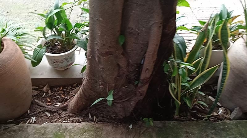 Hình ảnh Cafe Chuông Gió - 3