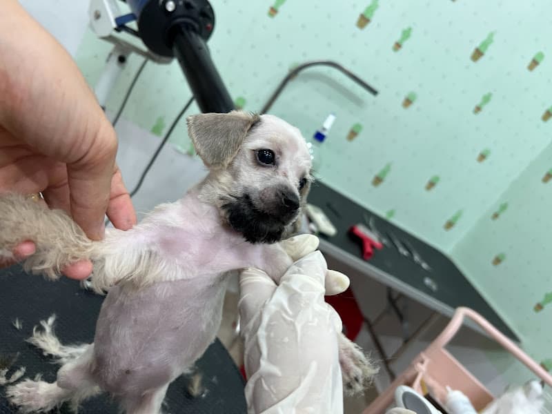 Hình ảnh Mập Ú Pet Home - 4