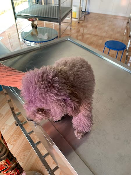 Hình ảnh Phòng Khám Thú Y Cala Pet - 5