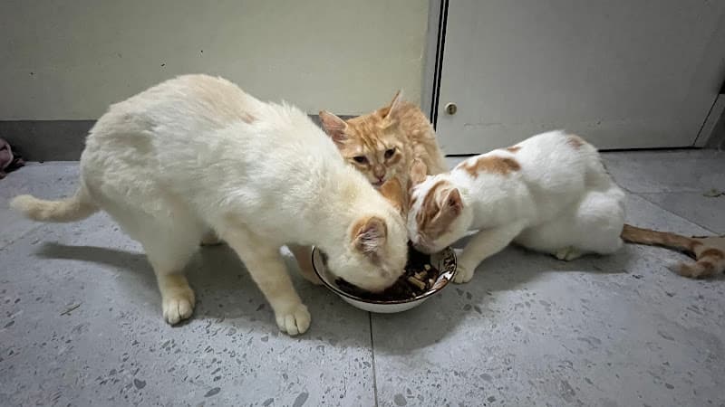 Hình ảnh Bệnh viện Thú y 2Vet Hải Dương - 4