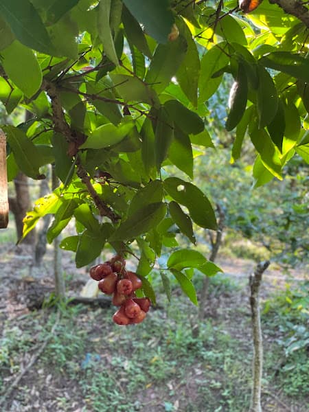 Vườn Trái cây Bi Bo