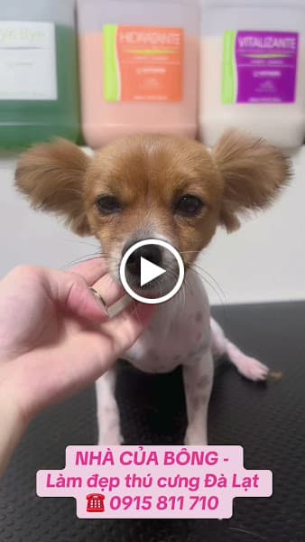 Hình ảnh NHÀ CỦA BÔNG - Pet Shop - Spa Grooming & Hotel - 2