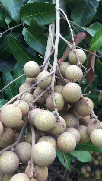 Hình ảnh Điểm tham quan vườn trái cây sinh thái Hai Thuỷ - 3