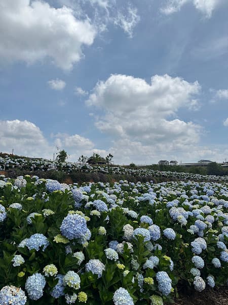 Hình ảnh Vườn Hoa Cẩm Tú Cầu - 2