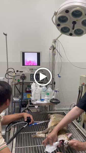 Hình ảnh BỆNH VIỆN THÚ Y TUYẾN CHI - 2