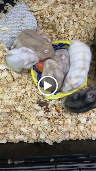 Hình ảnh Lyly Pet - 4