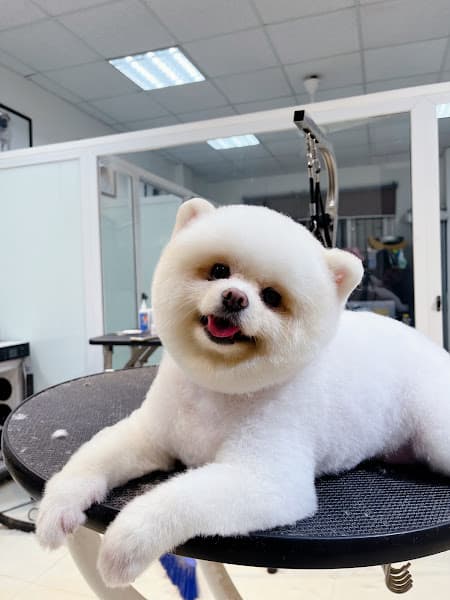 Hình ảnh Bonchon Pet Spa and Hotel - 4