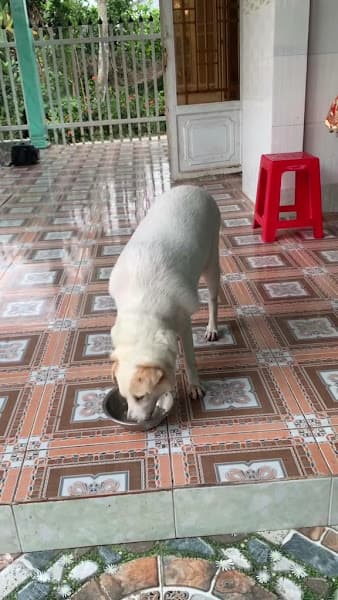 Hình ảnh Thú Y Tận Nhà BEE PET - 3