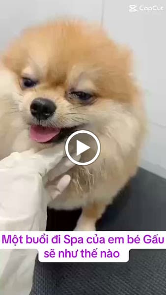 Hình ảnh Điệu Petshop - Tiệm Làm Đẹp Thú Cưng - 2